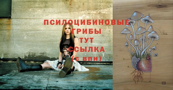 гашик Алексин